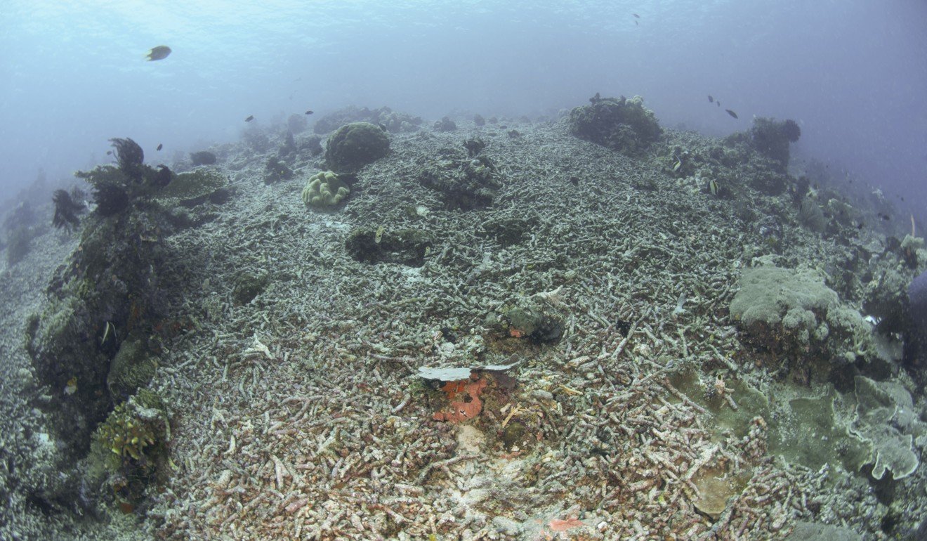Marine conservation summit organized by international school pupils