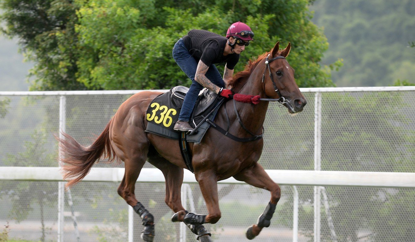 Aethero galloping at Sha Tin on Thursday morning ahead of Monday’s race.