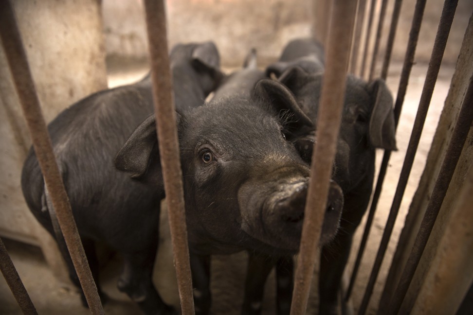 Pigs stand in a barn in Jiangjiaqiao, northern China. Photo: AP