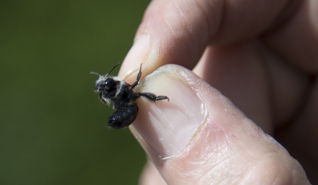 Insect apocalypse: pesticides, fertilisers and habitat loss blamed for ...