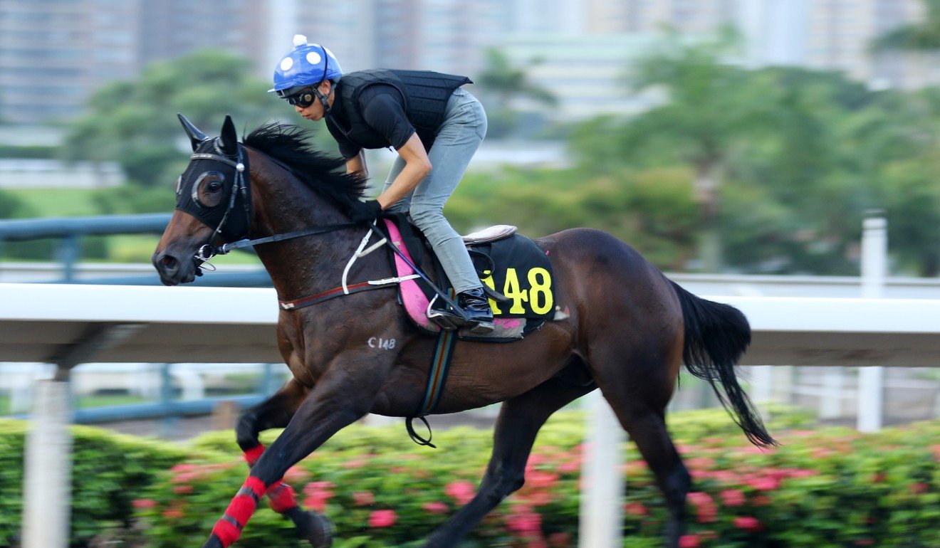 Vincent Ho galloping Farhh Above at Sha Tin on Thursday morning.