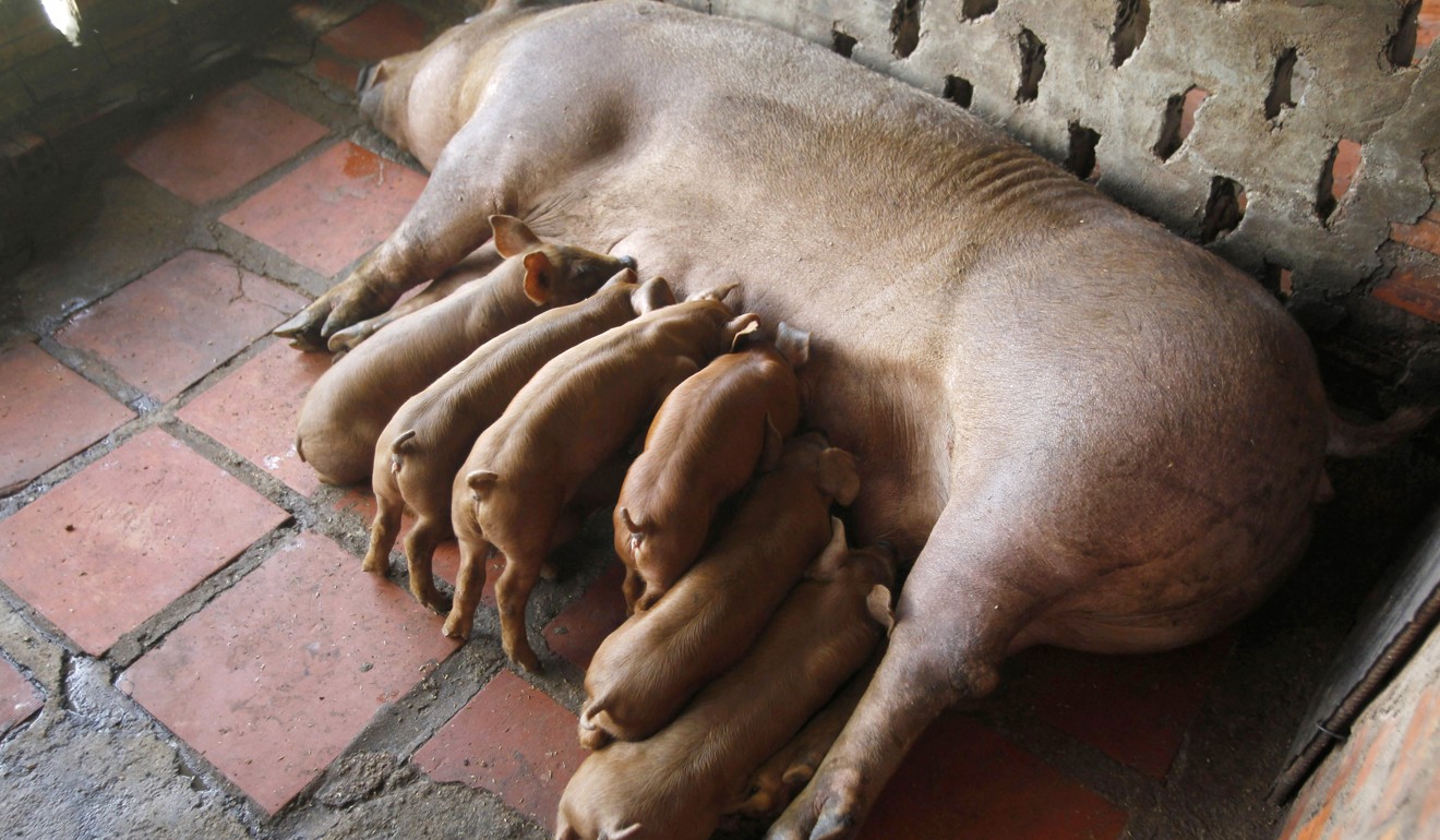 Piglets and their mother in Ta Prum village outside Phnom Penh, Cambodia. Photo: AP