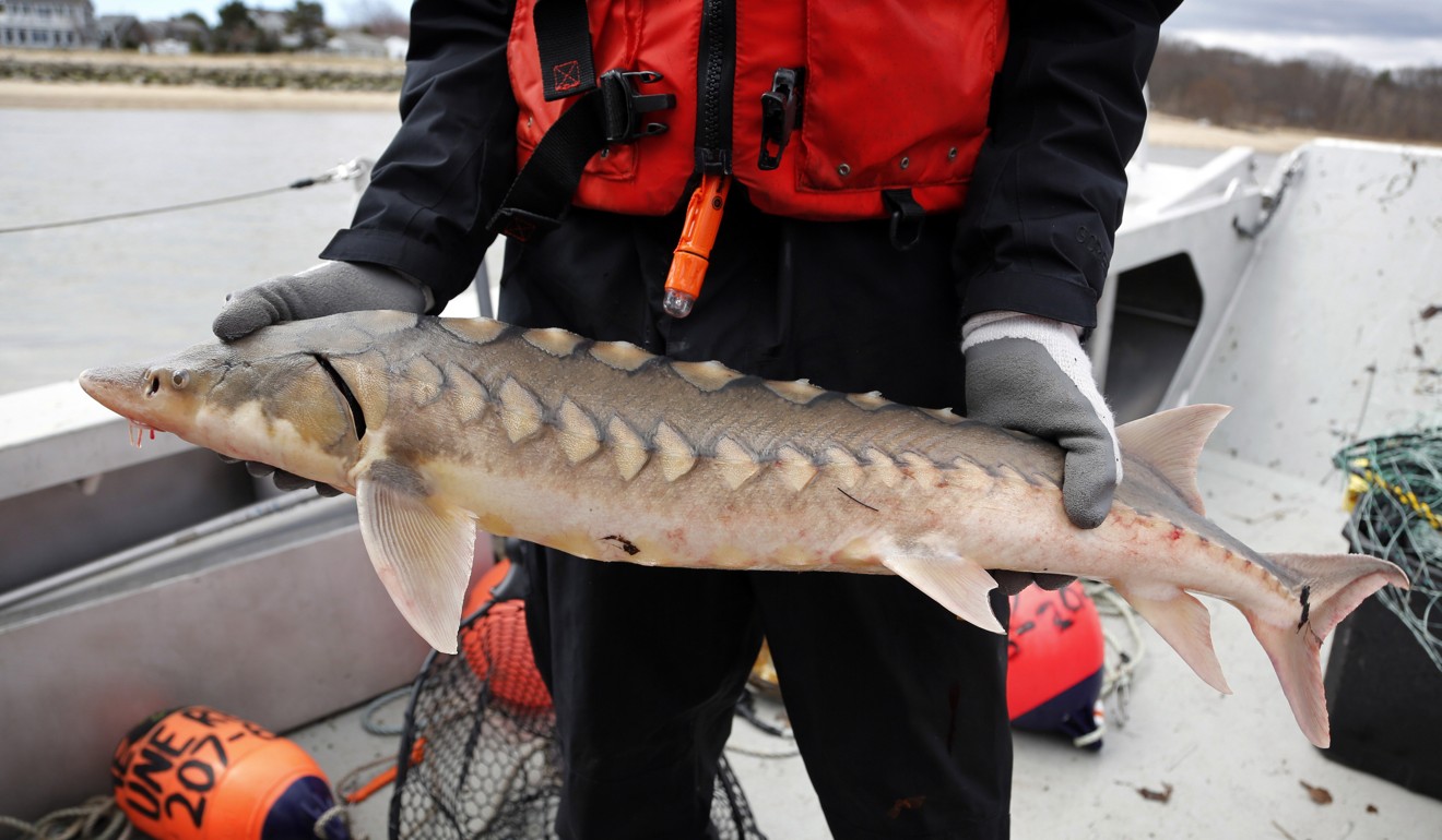A researcher holds an endangered shortnose sturgeon caught in a net in the Saco River in Maine. Photo: AP