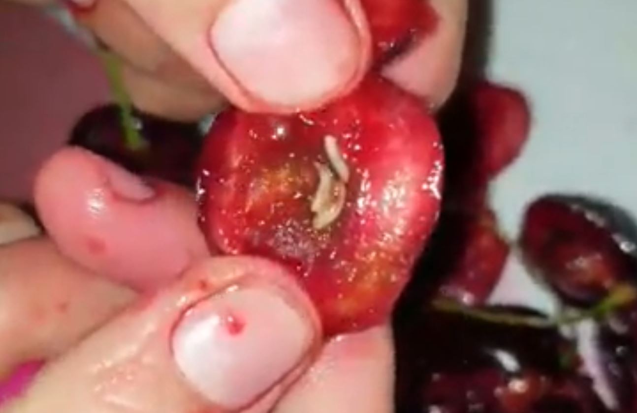 Screen capture of a video uploaded to social media of maggots found inside cherries. Photo: Facebook/Rabbinat Le