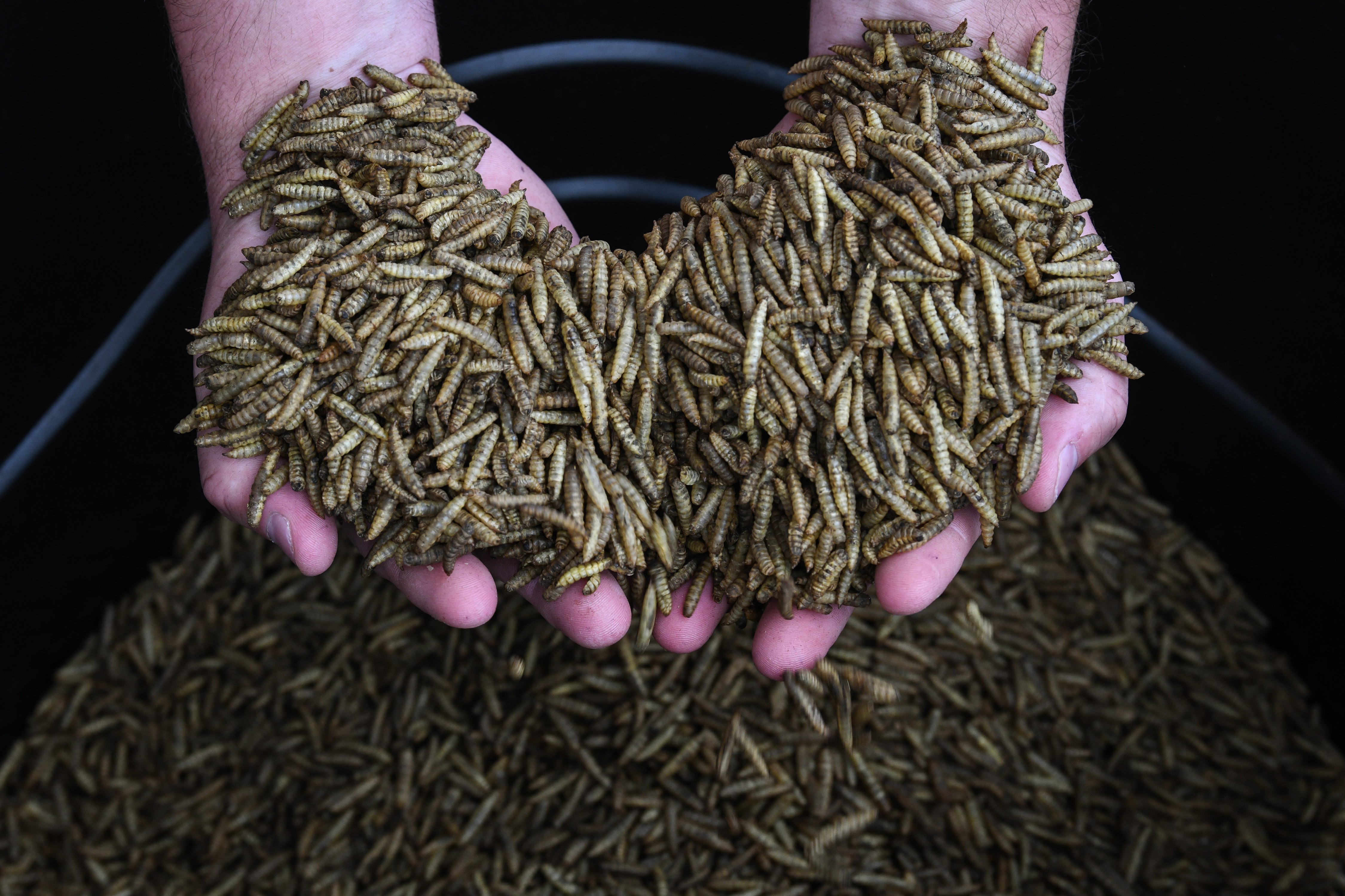 Dried black soldier fly larvae at Evo Conversion Systems, in Texas, in the United States. Photo: The Washington Post / Loren Elliot