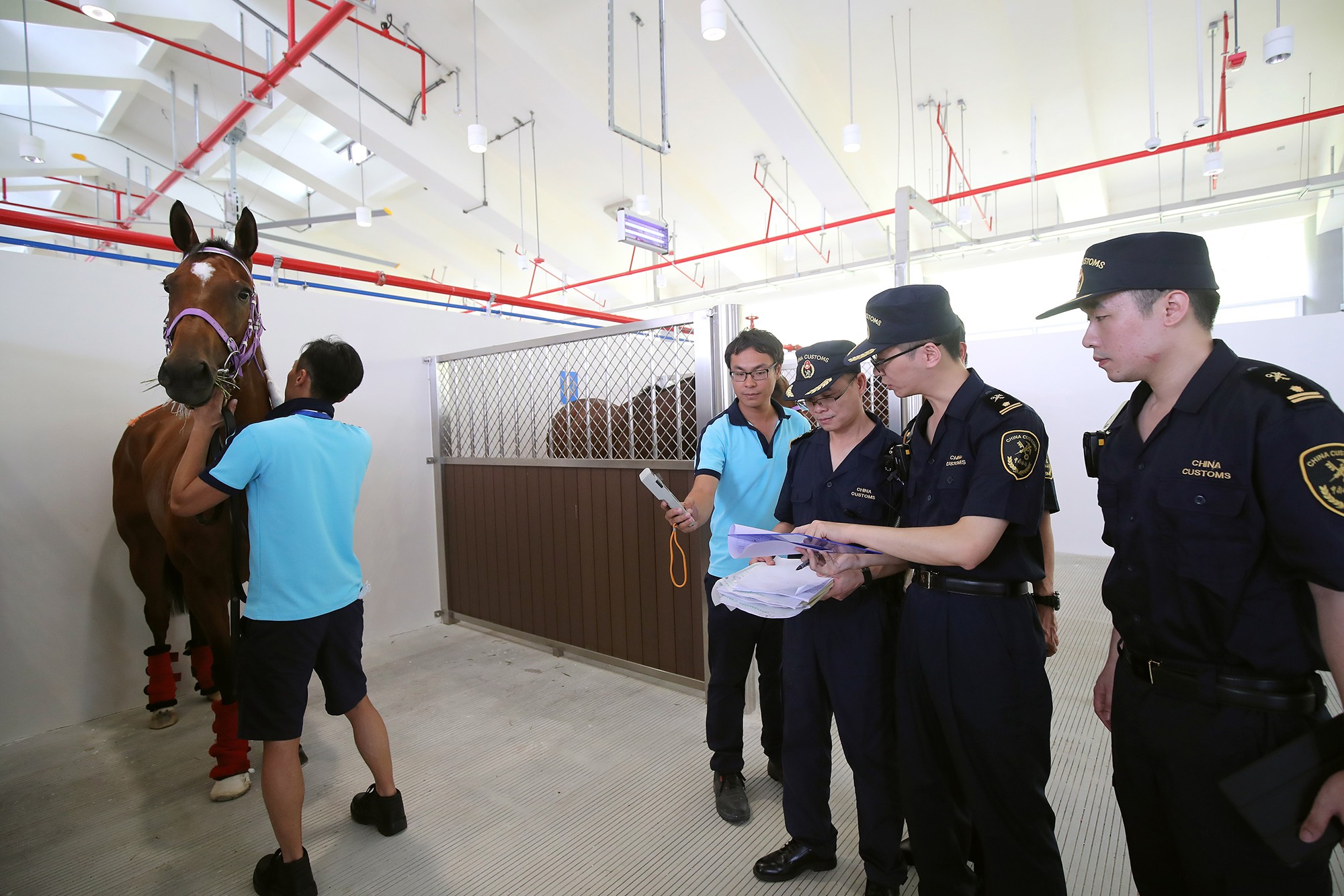 A horse gets inspected by quarantine officials at Conghua. Photo: HKJC