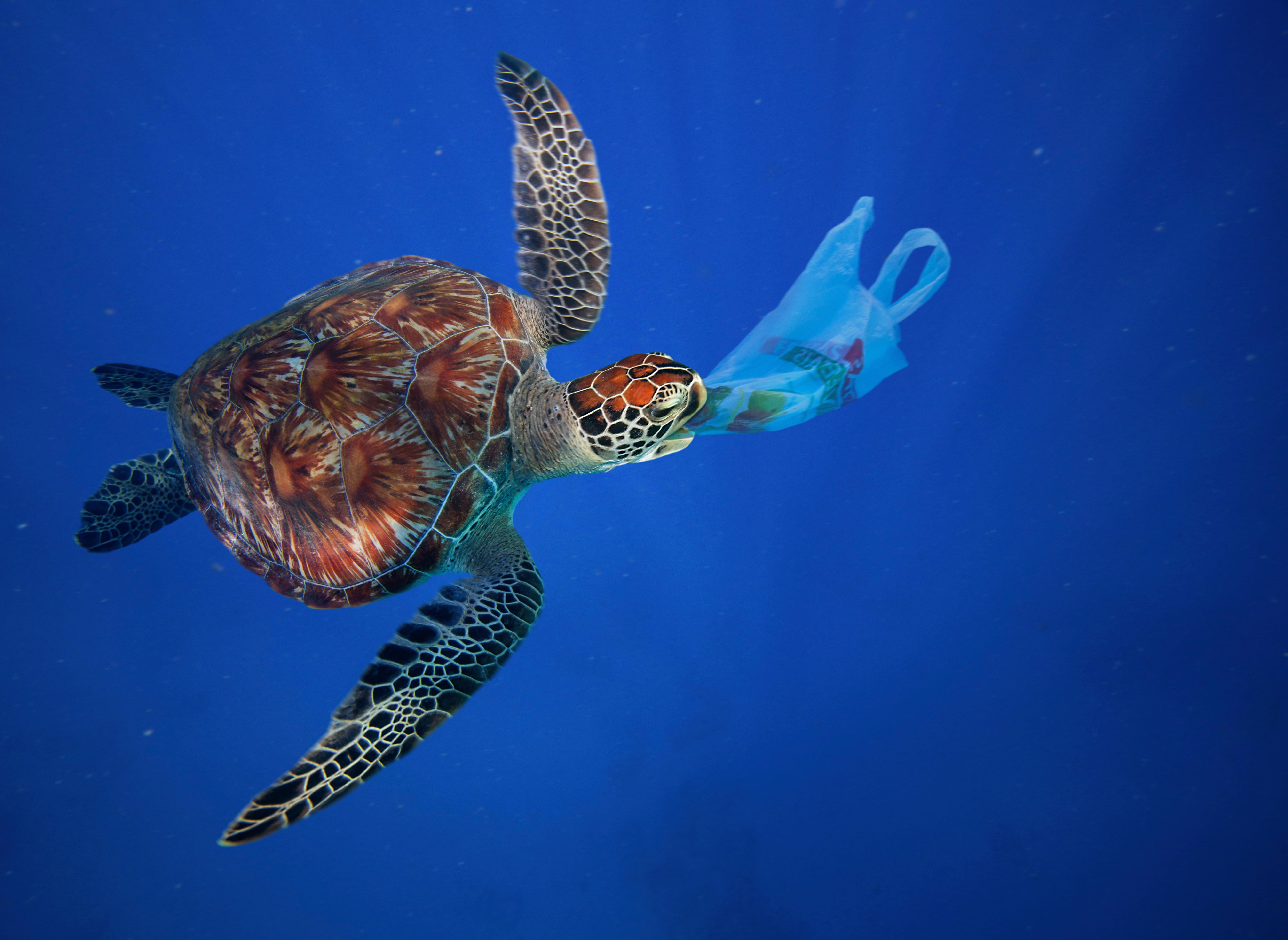 A sea turtle eating a plastic bag. Each year 100,000 marine mammals die from eating plastic, global conservation body WWF says. Some travel businesses are reducing their use of plastic bags and other plastic items. Photo: Alamy