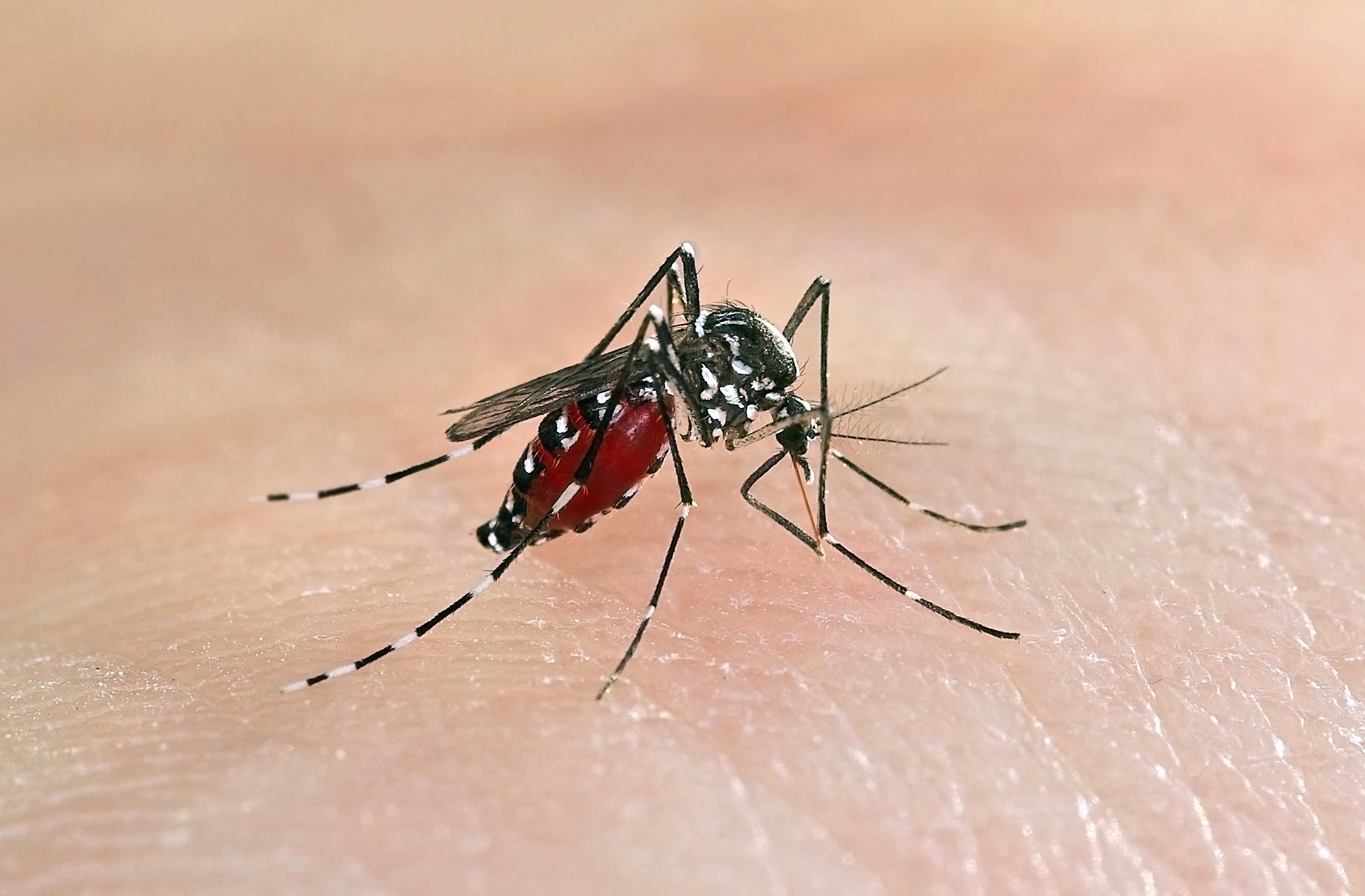 Tiger mosquitoes help spread tropical diseases. Photo: Shutterstoc