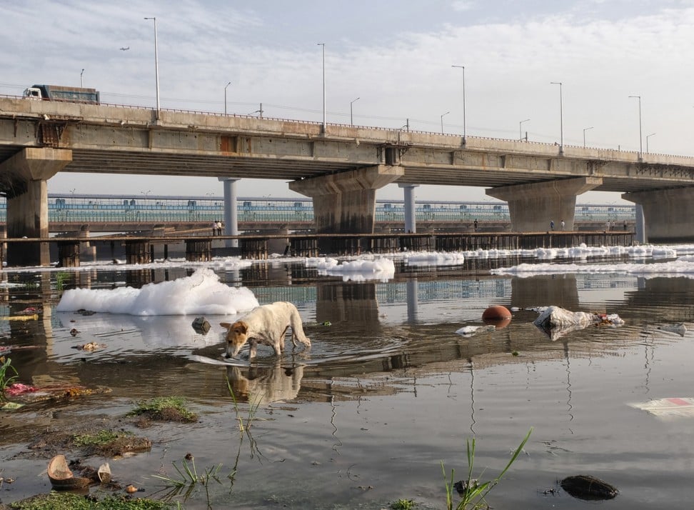 A dog drinks polluted water as chemical foam floats on the surface of the Yamuna River in New Delhi. Photo: AFP