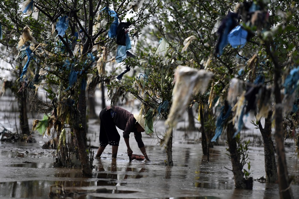 A Vietnamese woman gathers shells in a coastal forest littered with plastic waste. Photo: AFP