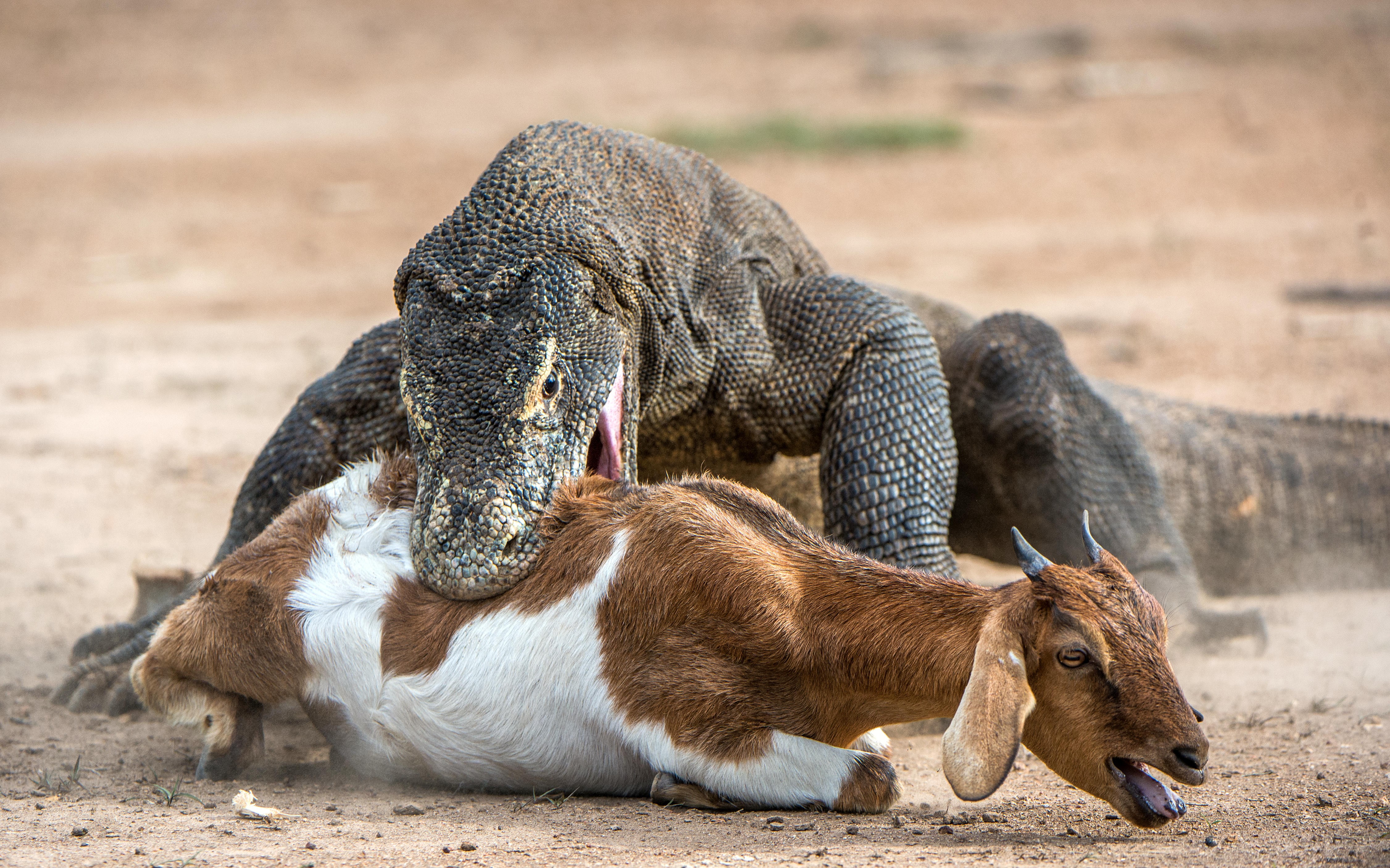 Komodo Dragons Venom How Do Komodo Dragons Inject Venom OVNI Komodo Dragons Venom How Do Komodo Dragons Inject Venom OVNI