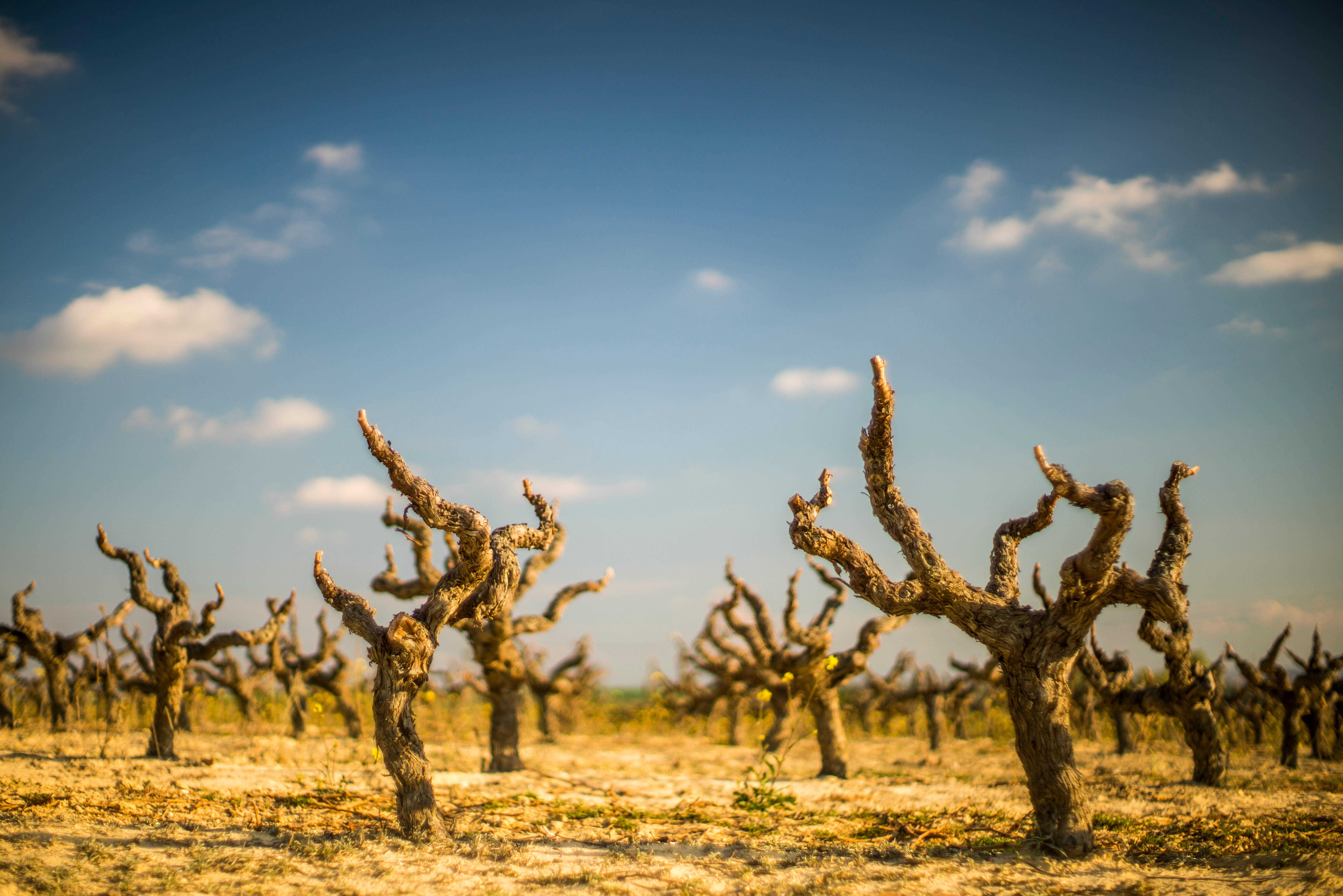 Grapevines in southern Spain’s Andalusia region. Photo: Alamy