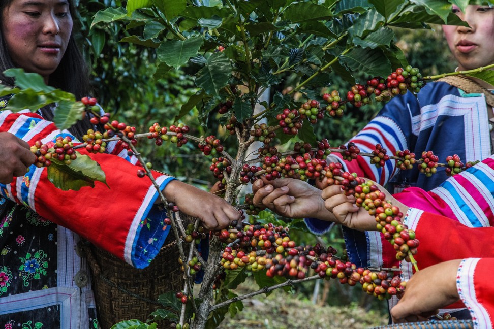 Hill-tribe workers in traditional multicoloured dress harvesting coffee beans on a farm in Chiang Mai, northern Thailand. Photo: Alamy