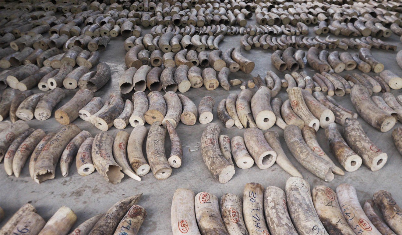 Some of the ivory seized by Singapore in July. Photo: AFP