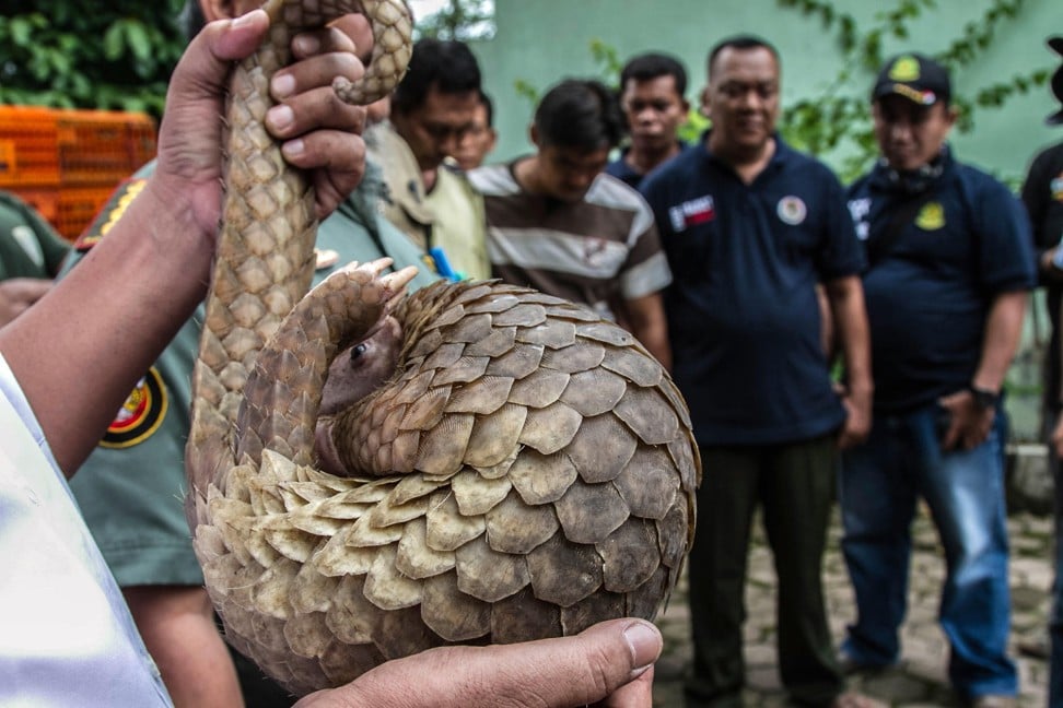 A forest officer holding a live pangolin for a press conference on an anti-smuggling operation in Medan, Indonesia, in 2017. Indonesian authorities say they arrested two suspected wildlife smugglers after a raid on a port warehouse in Sumatra. Photo: Alamy