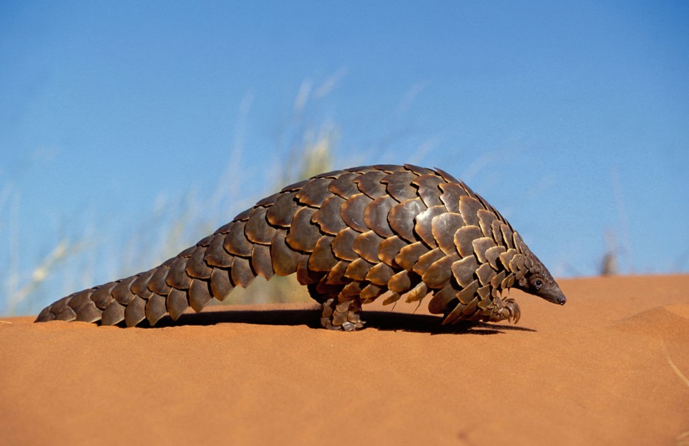 The pangolin is the world’s most heavily trafficked mammal, with China driving demand. Photo: Alamy