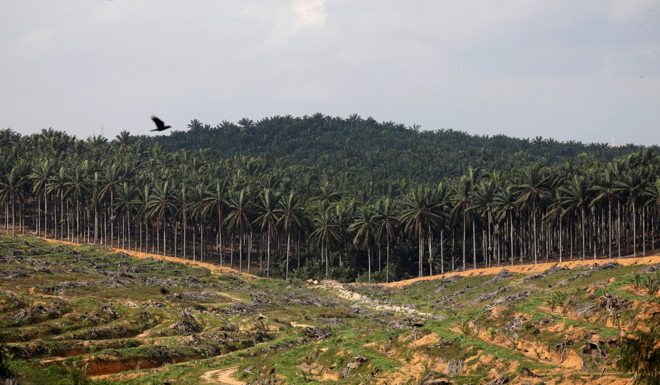 Land that has been cleared is pictured at an oil palm plantation in Johor, Malaysia. Photo: Reuters