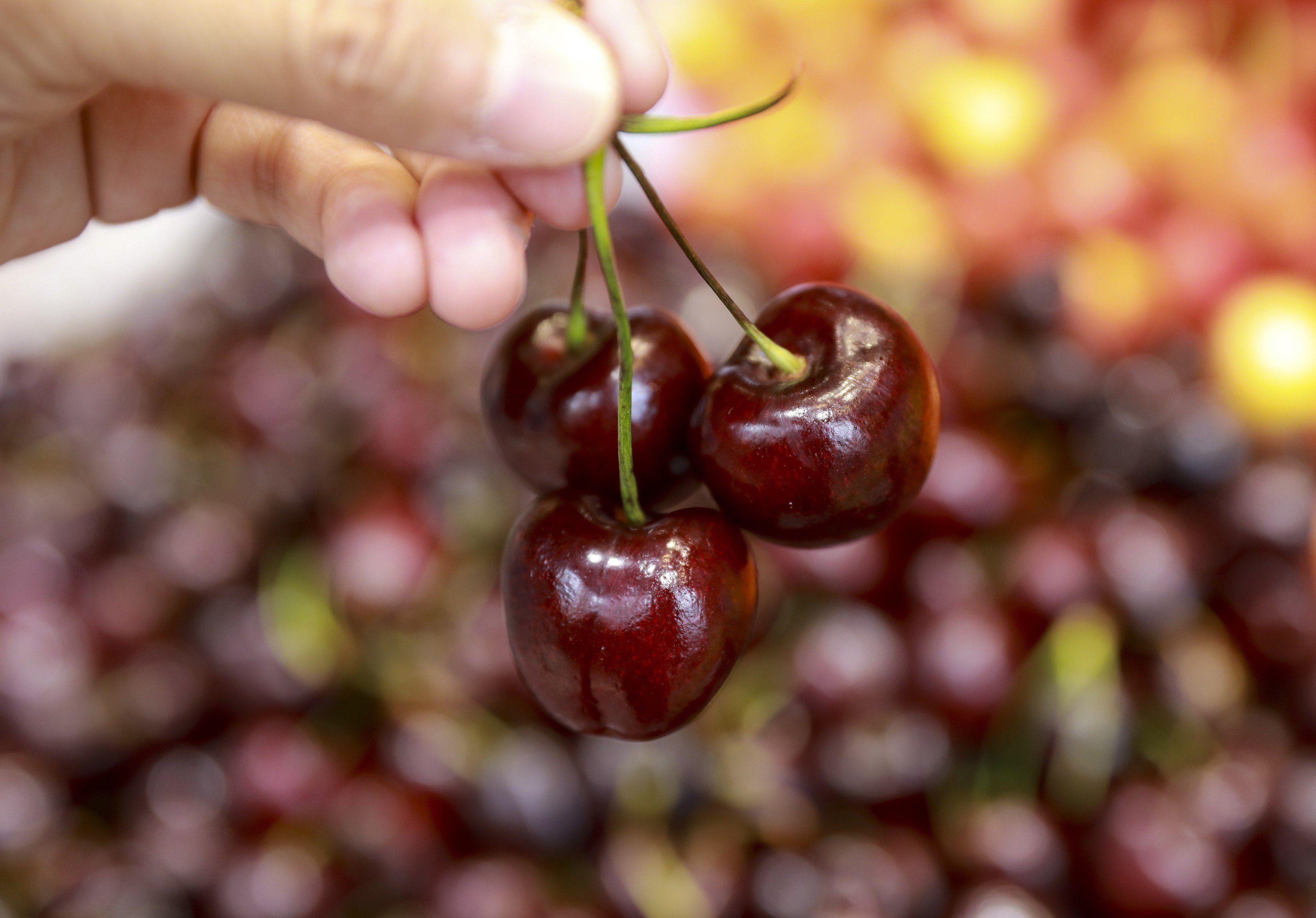 Cherries from the United States. Photo: May Tse