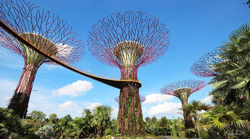 Visitors to Singapore’s Gardens by the Bay can enjoy a panoramic view of the nature park at Supertree Grove’s elevated walkway, held up by 50-metre high treelike structures. Photos: Klook