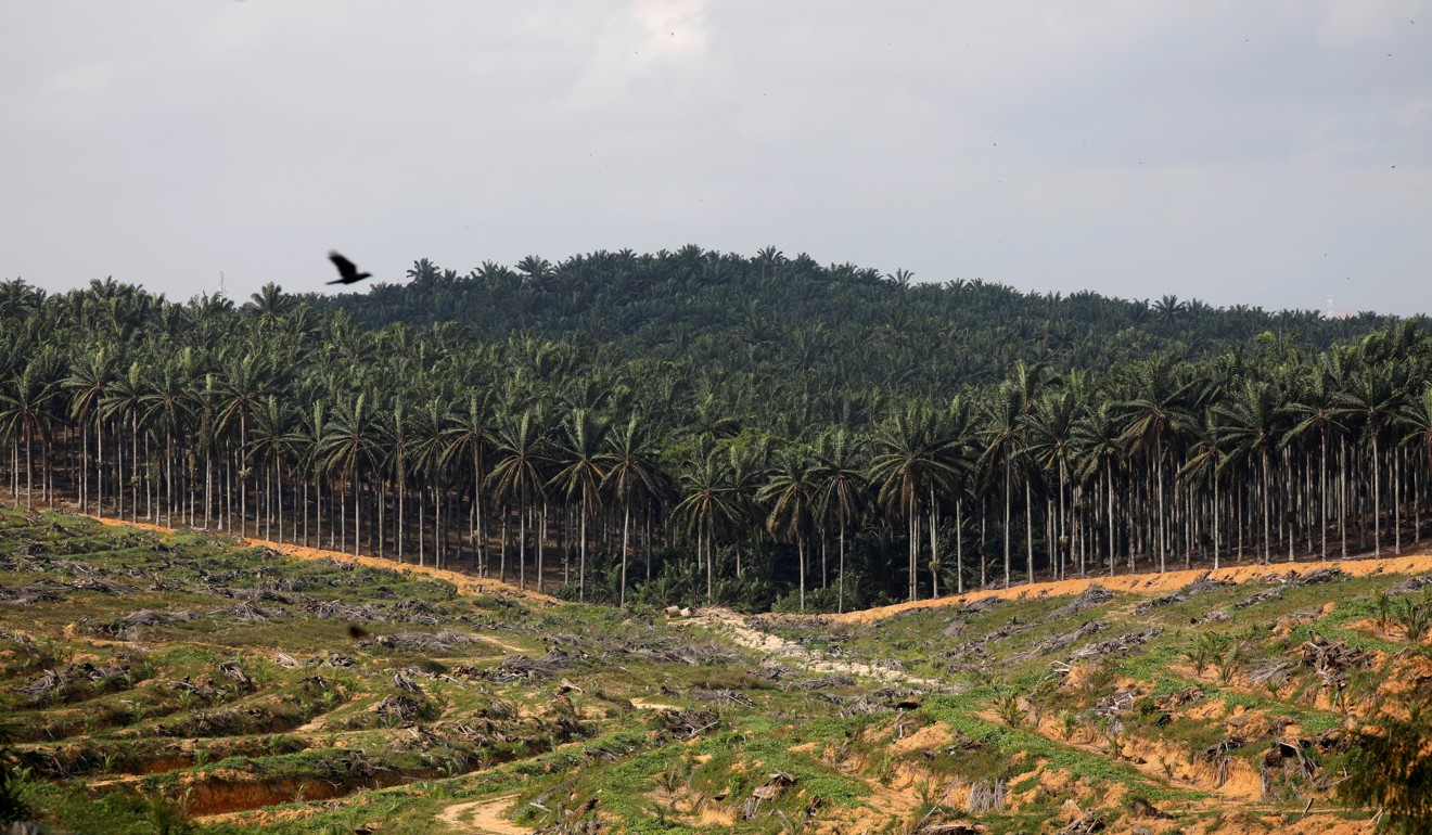 Land that has been cleared for palm plantation. Photo: Reuters