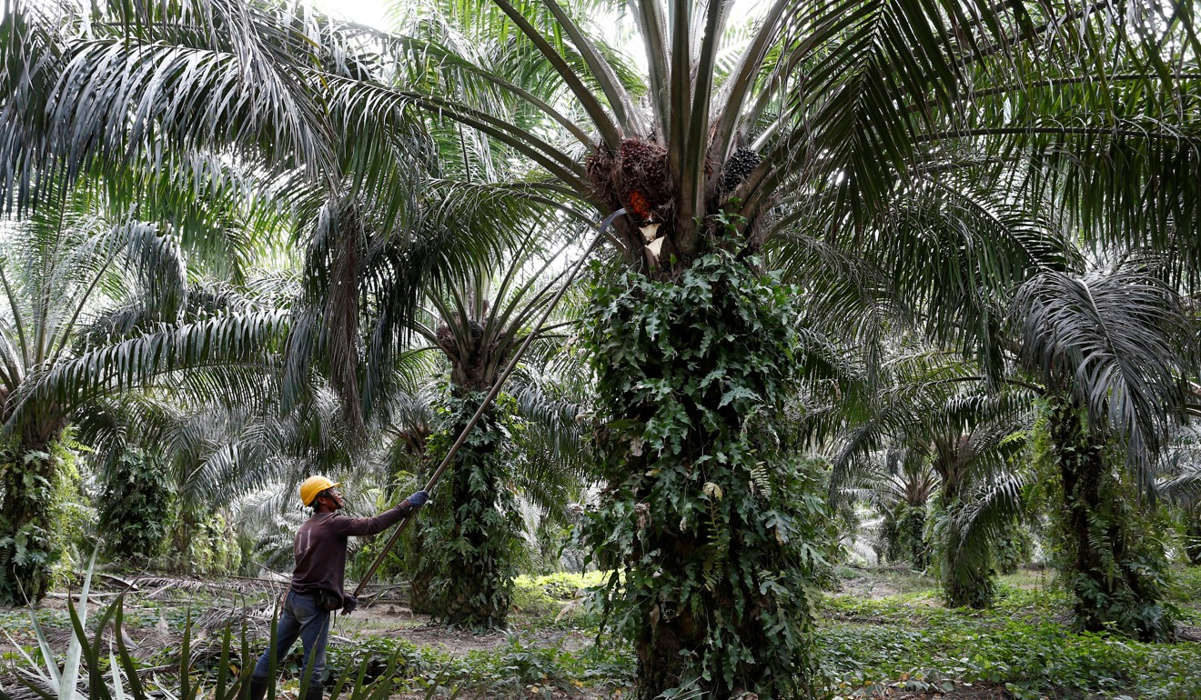 A worker collects palm oil fruits. Photo: Reuters