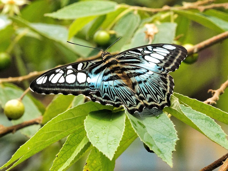 A clipper butterfly at Cat Tien. Photo: Martin Williams