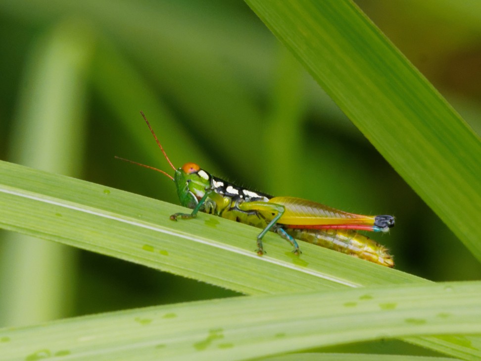 A grasshopper spotted at Cat Tien. Photo: Martin Williams