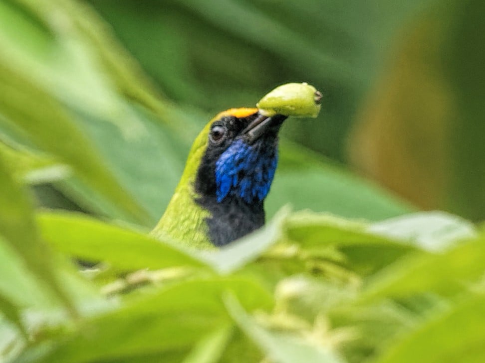 An orange-bellied leafbird at Cat Tien. Photo: Martin Williams