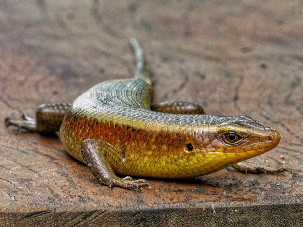 A skink spotted at Cat Tien. Photo: Martin Williams