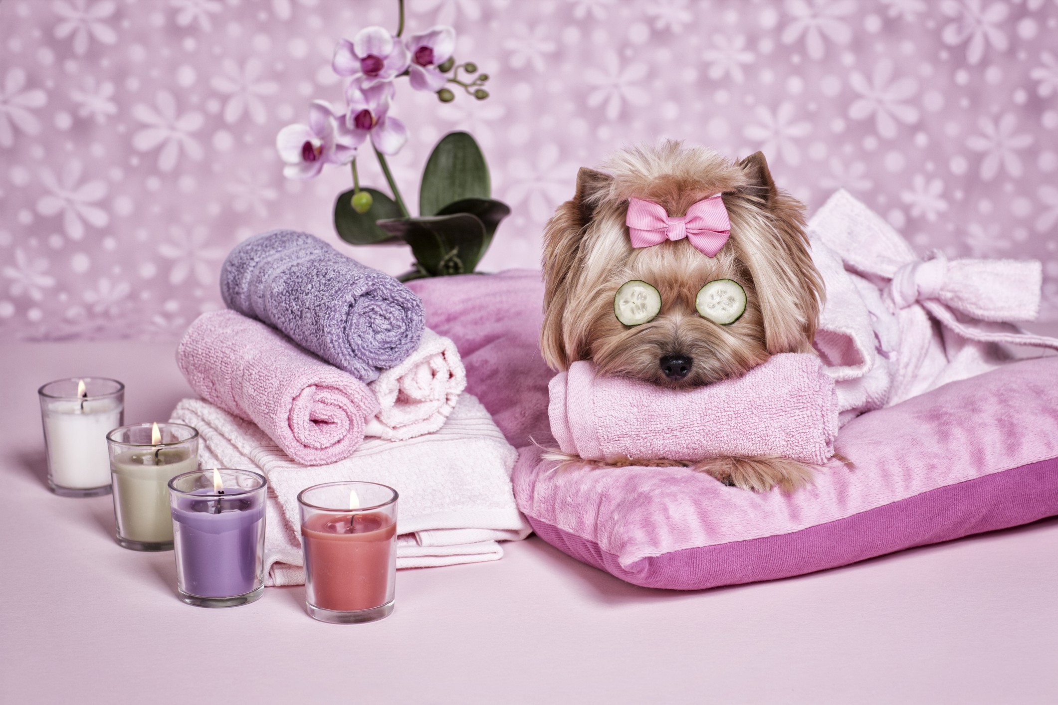 Hotels around the world now offer five-star levels of pampering, including gourmet food and treats and luxury beds for jet-setting pets of animal lovers.