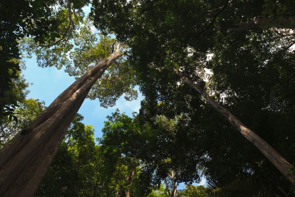 View of the tree canopy at Cat Tien National Park. Photo: Alamy