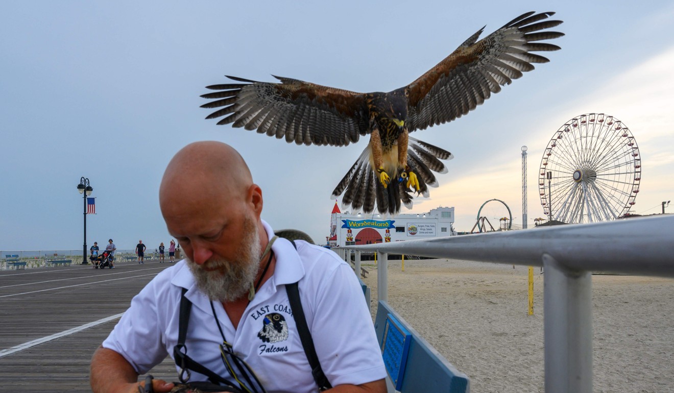 PJ Simonis prepares some food for one of his Harris’s hawks in Ocean City. Photo: AFP