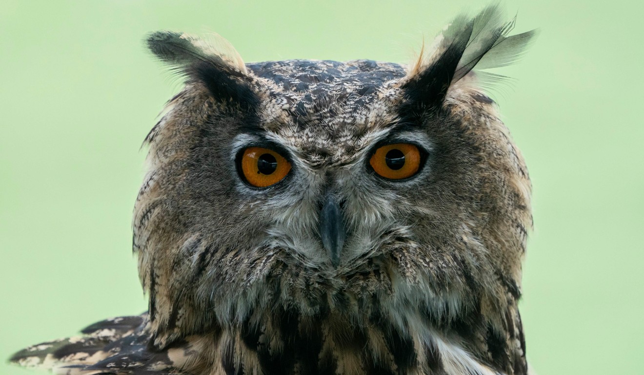 Ozzy, the Eurasian eagle owl sits, takes the night shift. Photo: AFP