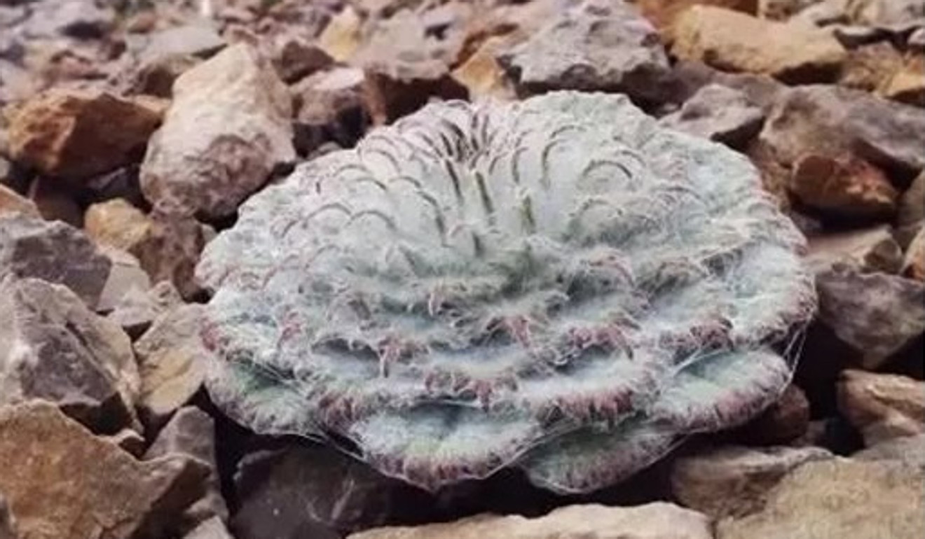 The rare plant, known as jellyfish snow rabbit in China, growing on a rocky mountain plateau before ending up in a video blogger’s pot of noodles. Photo: Weibo