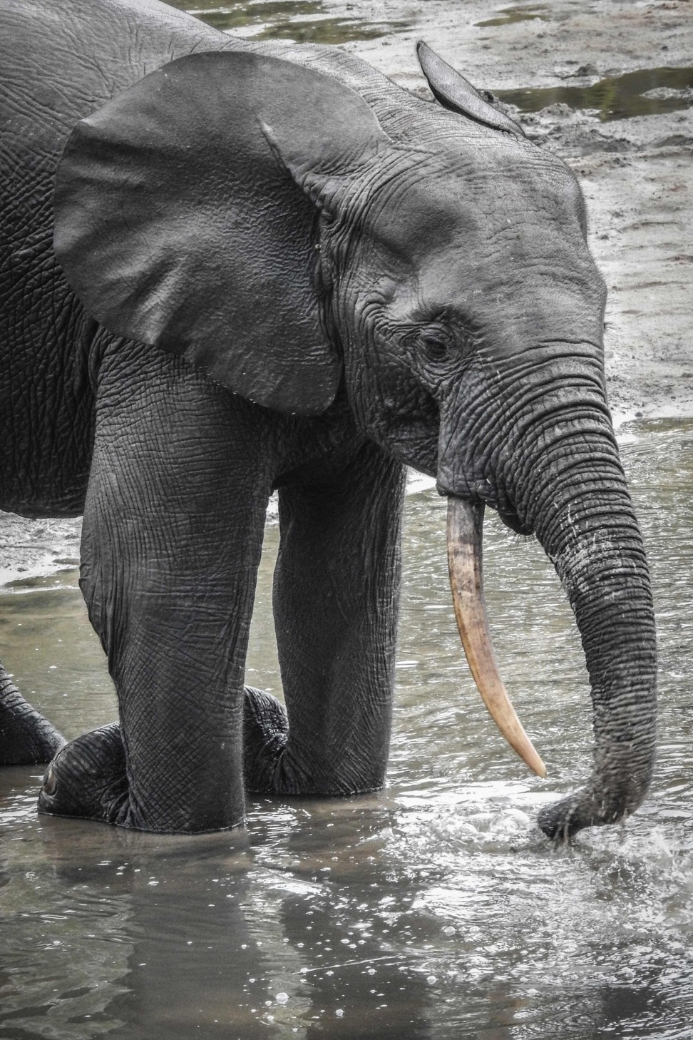 A wild forest elephant and calf bathe in the marshes of Bayanga Equatorial Forest, part of the Dzangha Sanga Reserve. Photo: AFP