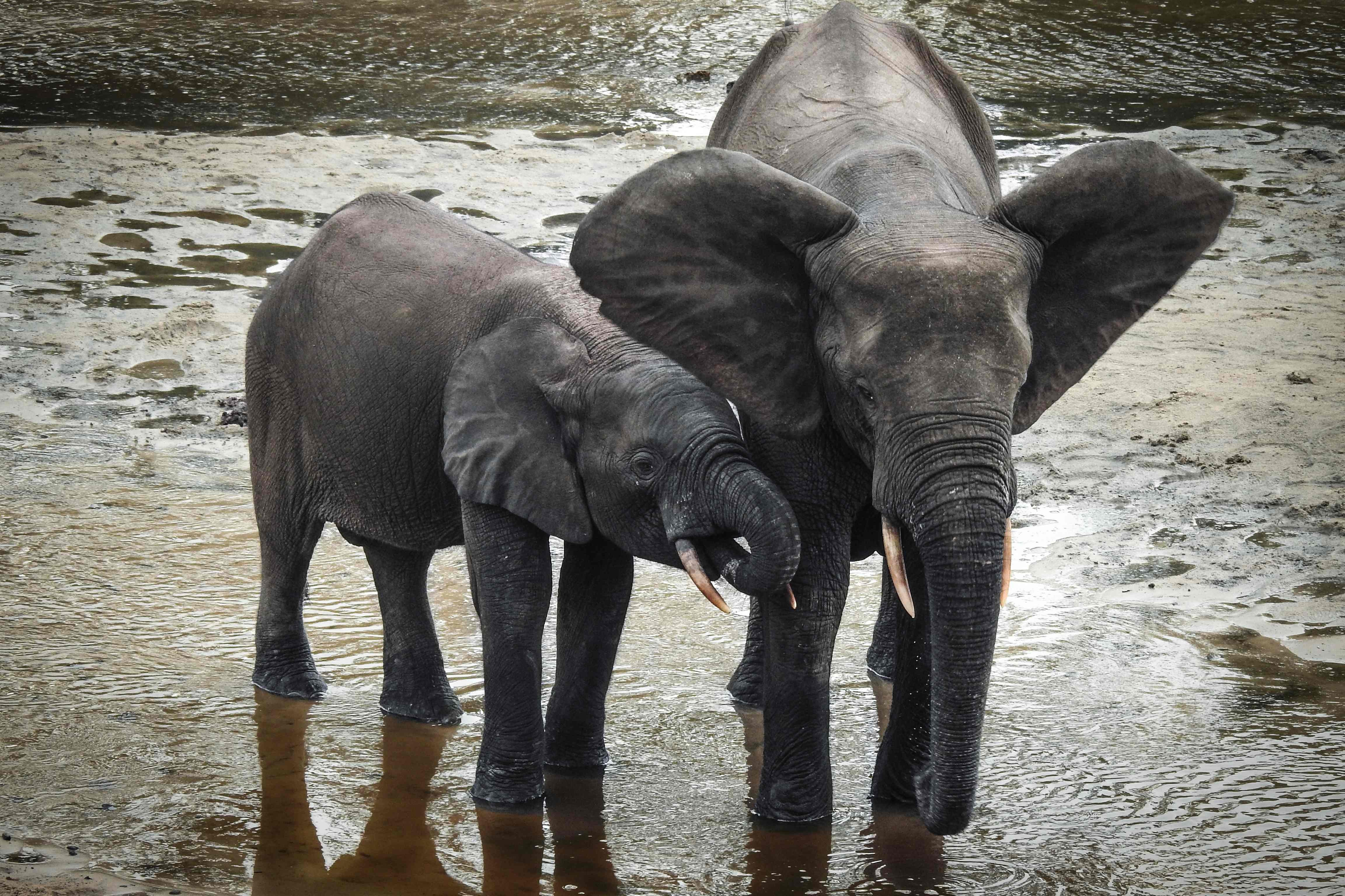 Zimbabwe rips 35 baby elephants from their mothers for export to Chinese  zoos