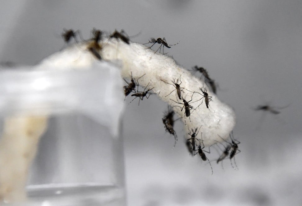 Male Wolbachia-carrying mosquitoes feed on sugar in a lab at the National Environmental Agency facility in Singapore. Photo: AFP