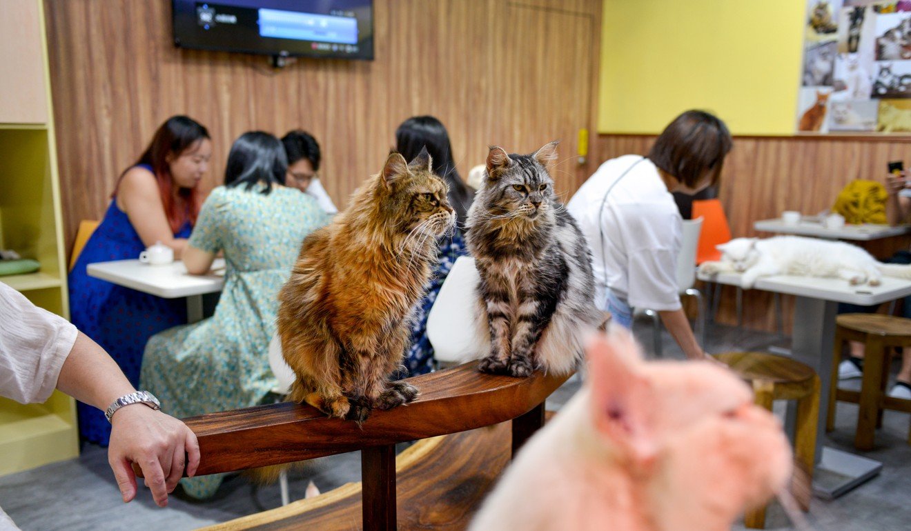 Genki Cat Teapots and Genki Cat Tea Cups