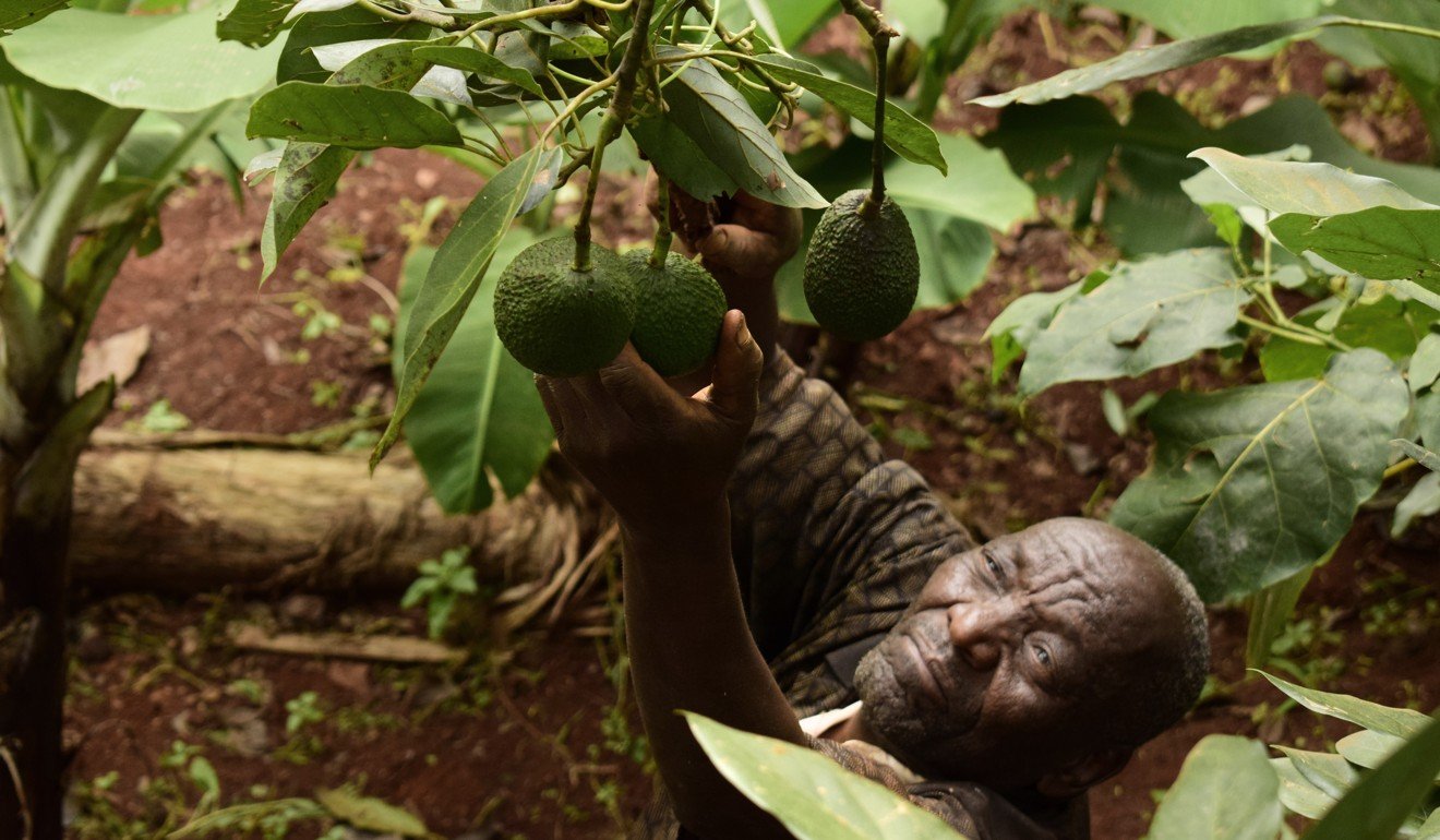 With Kenyan avocados being sold in China, Kenya wants to see even more Kenyan products on Chinese shelves. Photo: AFP