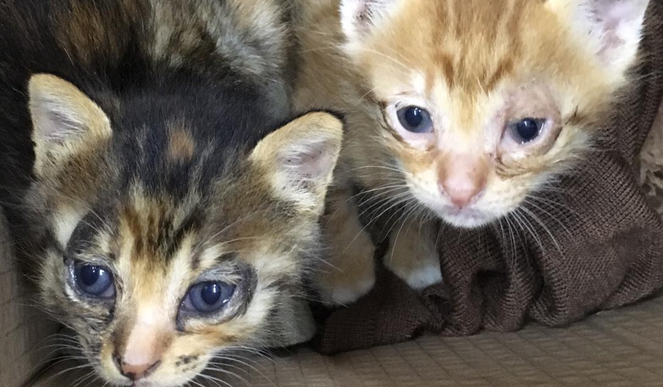 Rescued kittens in the northeast New Territories. Photo: Handout