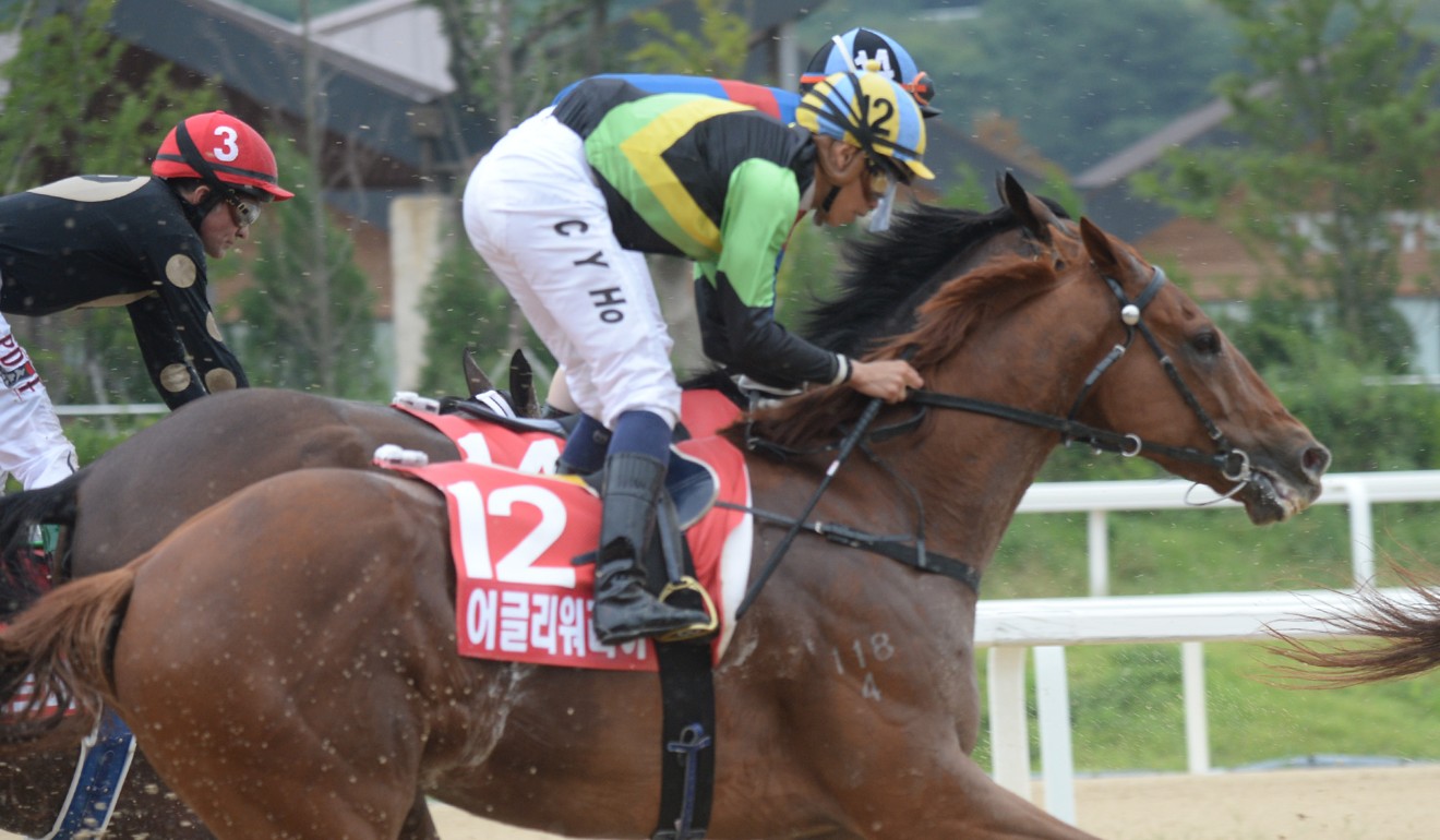Ugly Warrior finishes at the rear of the field in the Korea Sprint on Sunday.
