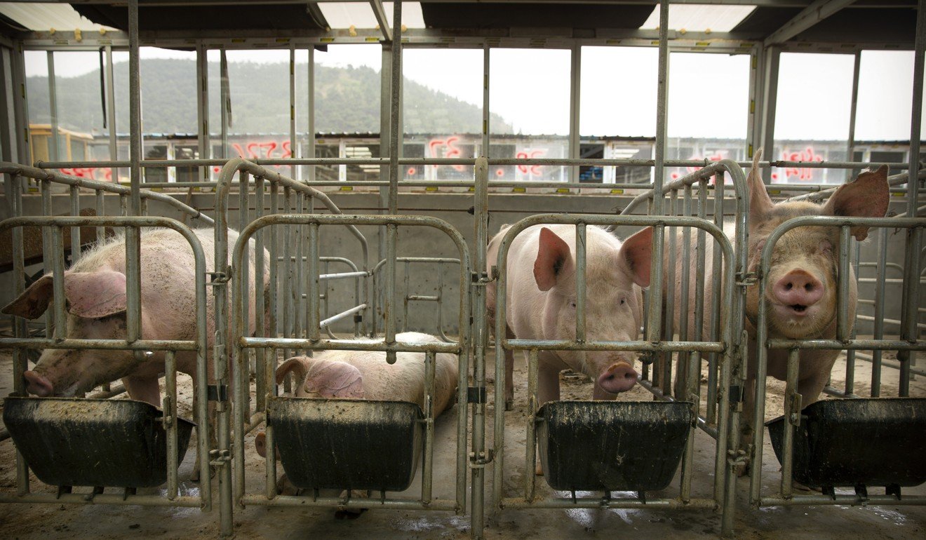 China’s domestic pig stocks have fallen by a third. Photo: AP