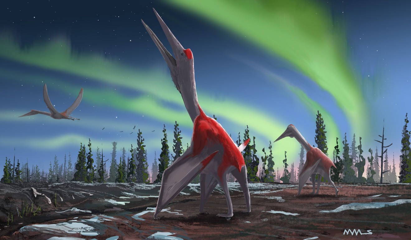 An artist's impression of a Cryodrakon boreas, a newly discovered species of pterosaur. Photo: AFP