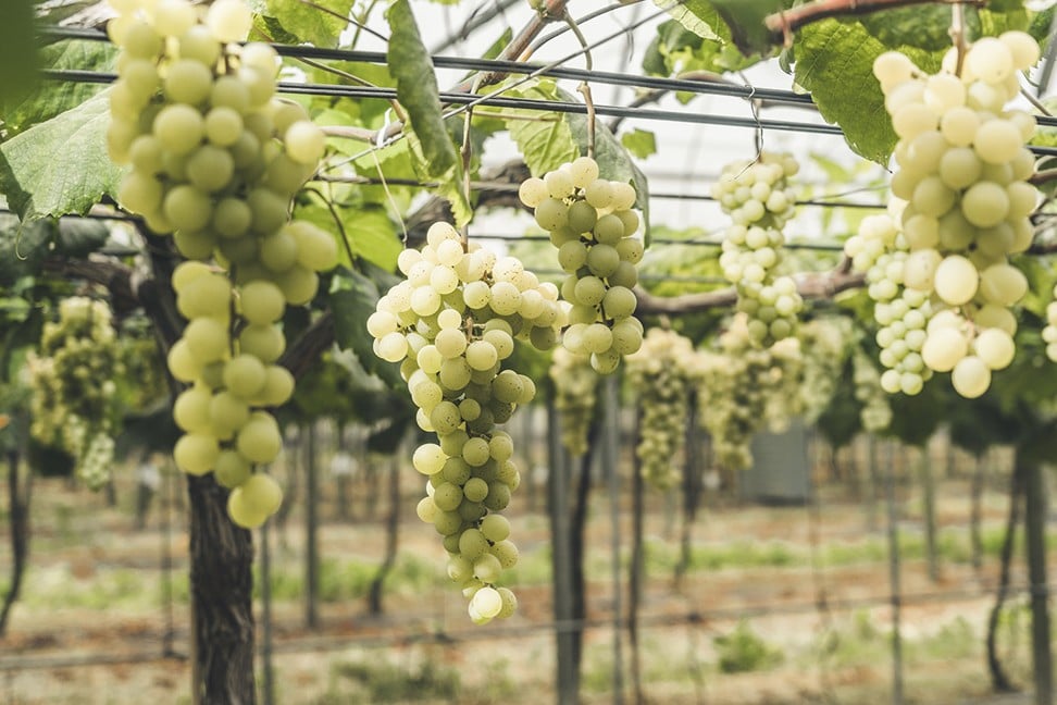 Weightstone Vineyard Estate and Winery grows hybrid Musann Blanc grapes, which are one of the few varieties able to thrive in the island’s hot, damp and humid climate. Musann Blanc is perfect for making still wines.