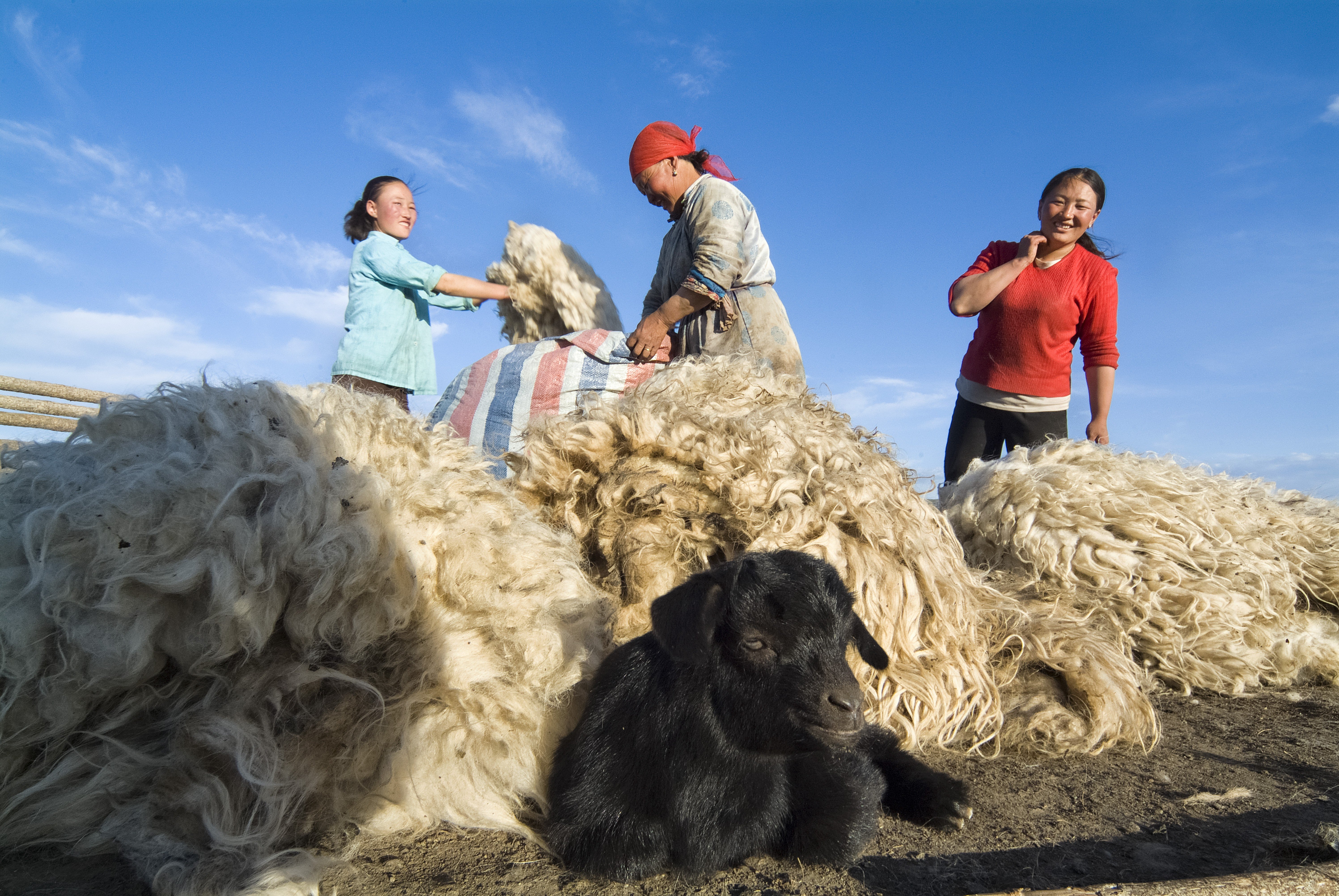 A nomadic herder family shears sheep and combs goats for cashmere in Mongolia's central grasslands. Photo: Zigor Aldama