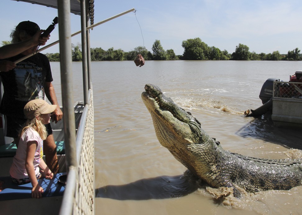 Adelaide River Cruises’ jumping crocodile tour. Photo: Alkira Reinfrank
