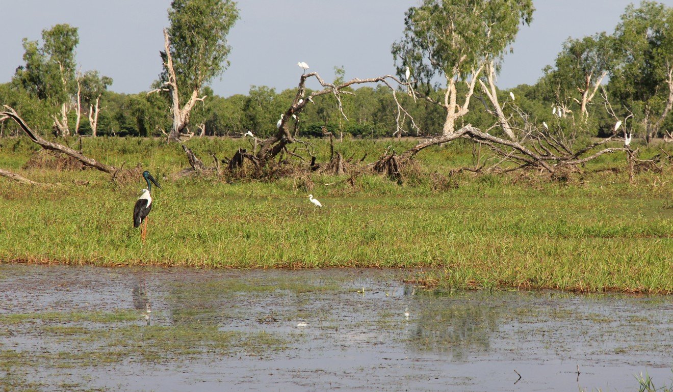 A jabiru in the Mary River wetlands. Photo: Alkira Reinfrank