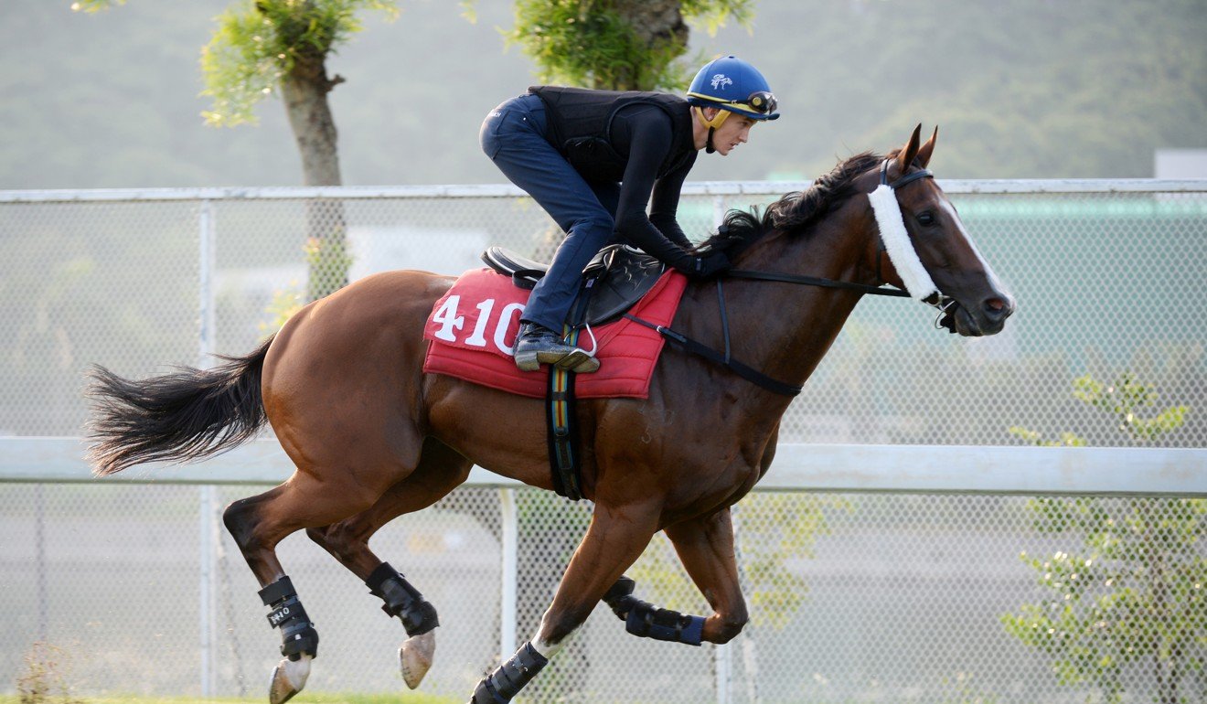 Chad Schofield gallops Hello Beauty on Thursday morning.