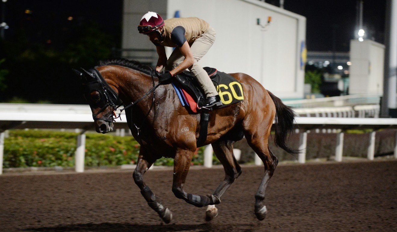 Alberto Sanna works Bright Kid at Sha Tin on Thursday morning.