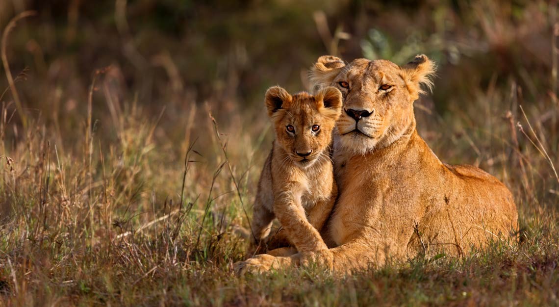 Kenya’s Masai Mara is famous for its lions.